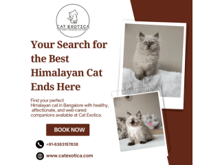 affordable-himalayan-cats-in-bangalore-small-0