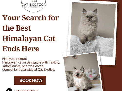 affordable-himalayan-cats-in-bangalore