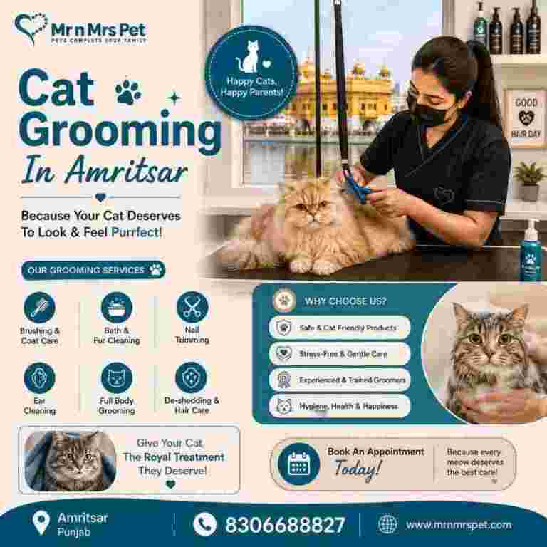 cat-grooming-in-amritsar-big-0