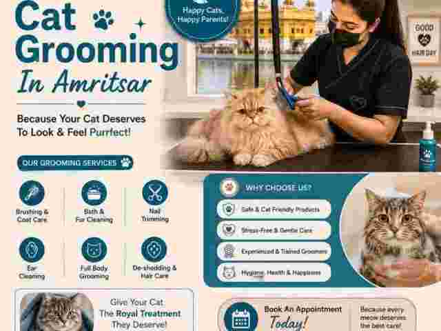 cat-grooming-in-amritsar