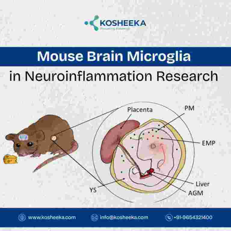 mouse-brain-microglia-in-neuroinflammation-research-big-0