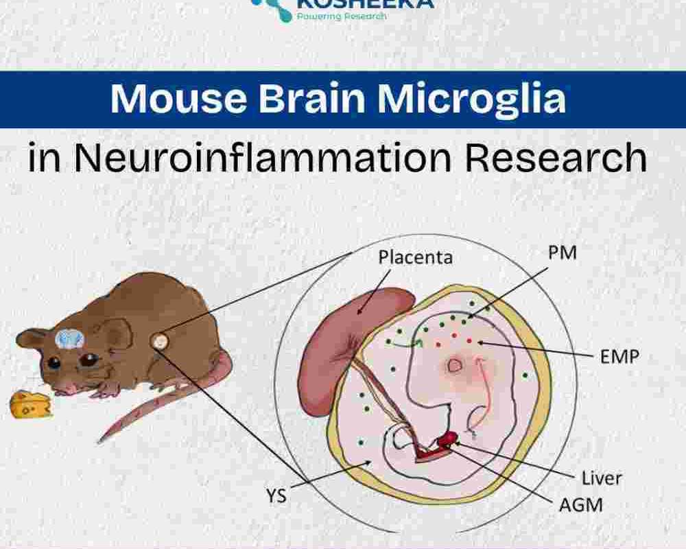 mouse-brain-microglia-in-neuroinflammation-research