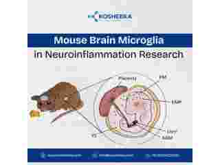 mouse-brain-microglia-in-neuroinflammation-research-small-0