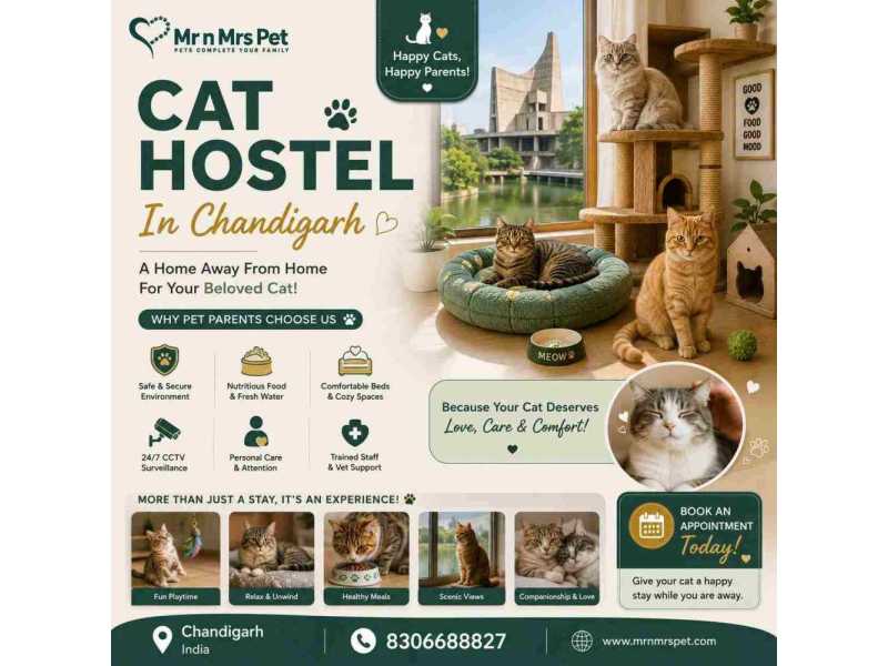cat-hostel-in-chandigarh-small-0