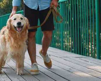 dog-walkers-in-faridabad