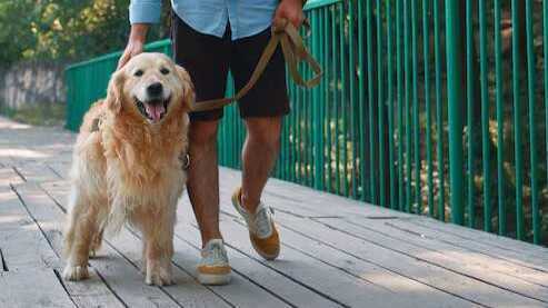 dog-walkers-in-faridabad-big-0