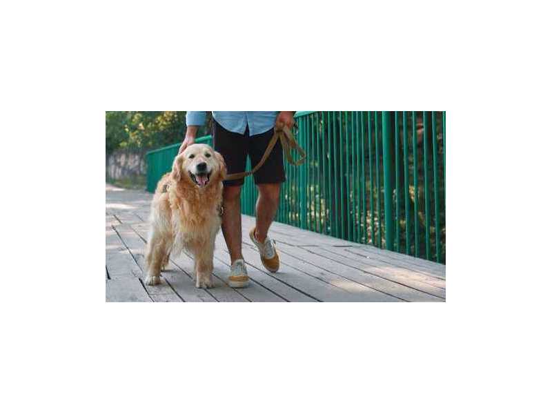 dog-walkers-in-faridabad-small-0