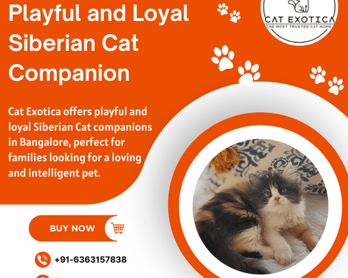 siberian-kitten-in-bangalore