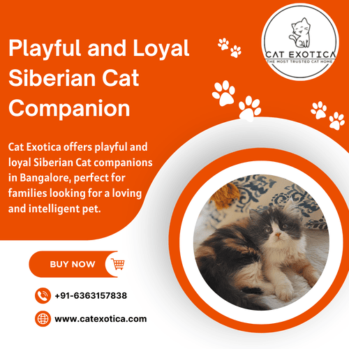 siberian-kitten-in-bangalore-big-0