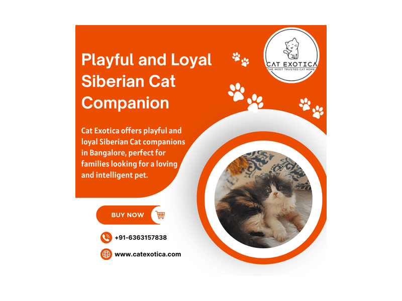siberian-kitten-in-bangalore-small-0