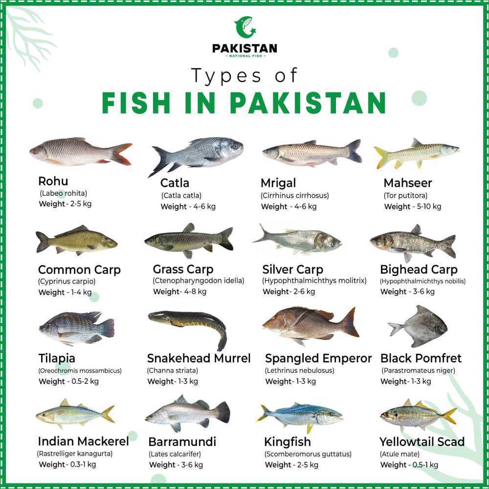 pakistan-national-fish-big-1