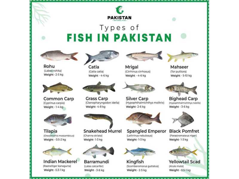 pakistan-national-fish-small-1