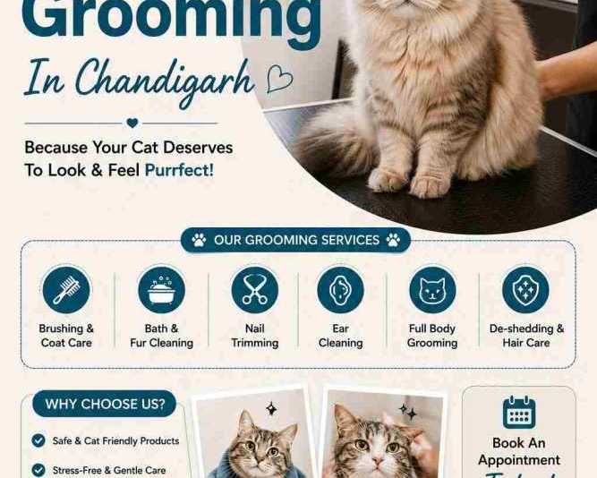cat-grooming-in-chandigarh