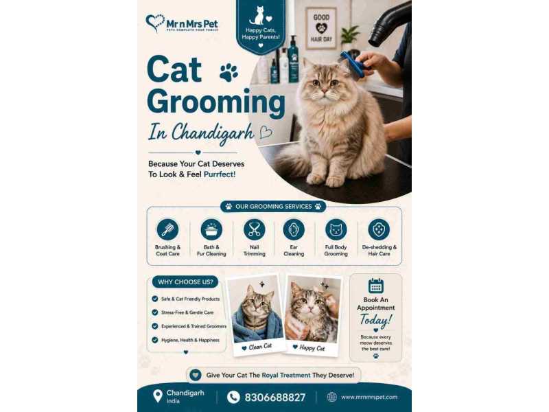 cat-grooming-in-chandigarh-small-0