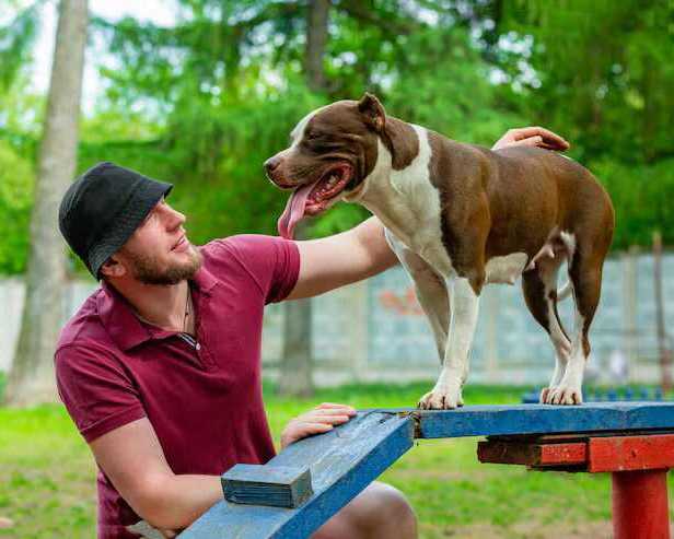 dog-training-service-in-faridabad