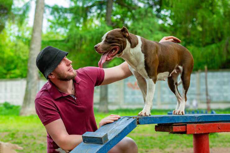 dog-training-service-in-faridabad-big-0
