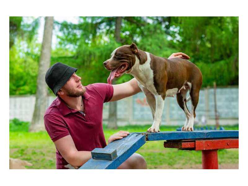 dog-training-service-in-faridabad-small-0