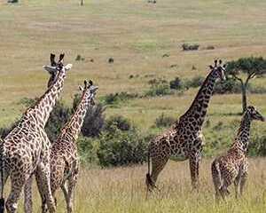 ready-for-africas-ultimate-safari-experience-book-today