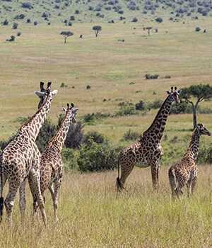 ready-for-africas-ultimate-safari-experience-book-today-big-0