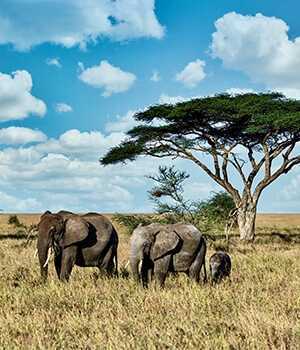 ready-for-africas-ultimate-safari-experience-book-today-big-1
