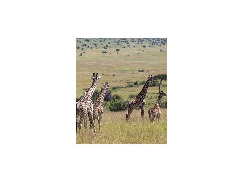 ready-for-africas-ultimate-safari-experience-book-today-small-0
