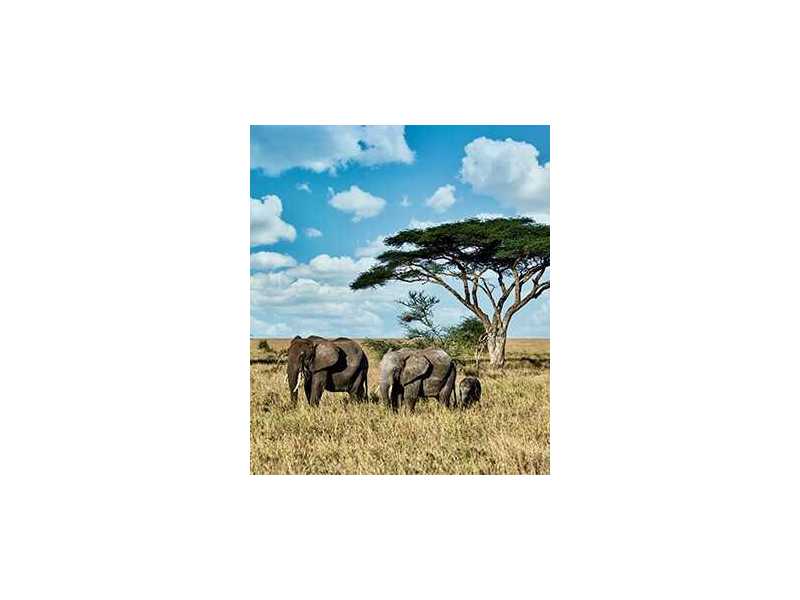 ready-for-africas-ultimate-safari-experience-book-today-small-1