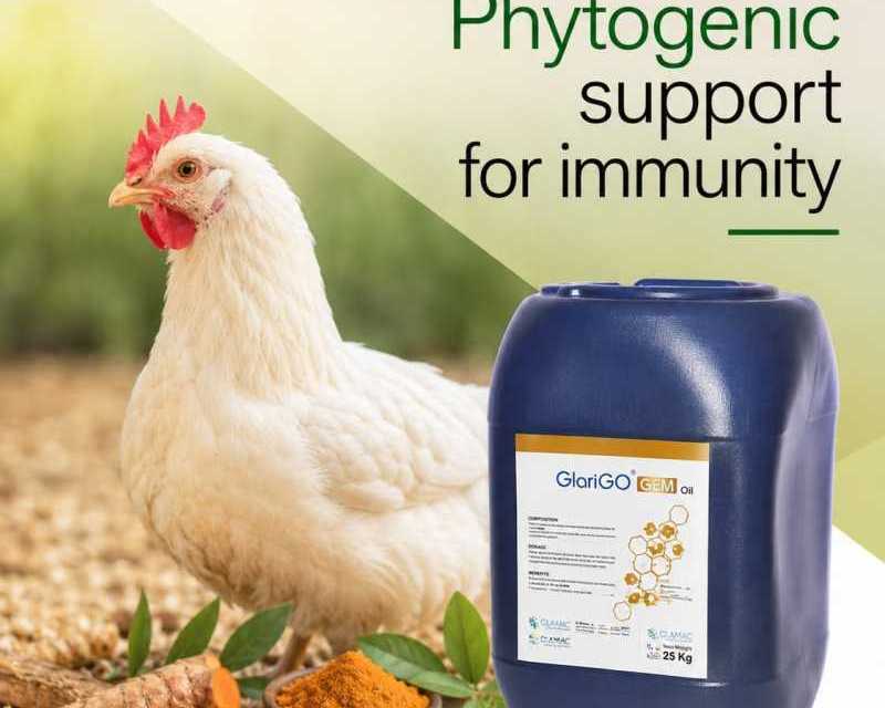 improving-gut-health-in-poultry-with-natural-phytogenic-feed-additives
