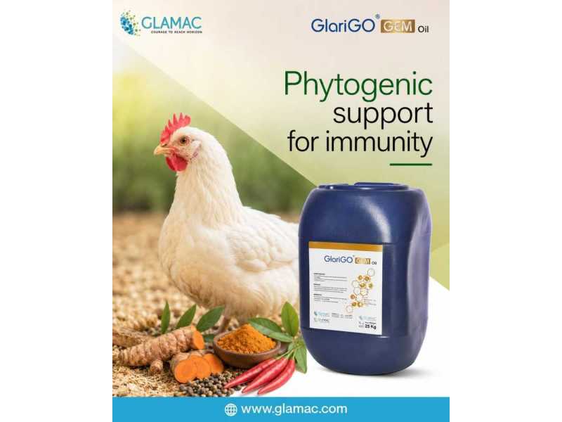 improving-gut-health-in-poultry-with-natural-phytogenic-feed-additives-small-0