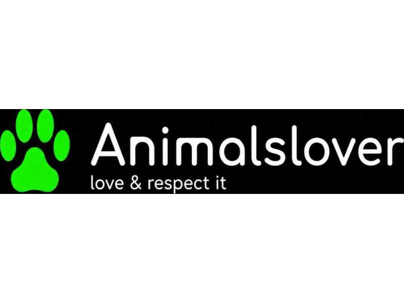 ai-pet-community-pet-health-tips-expert-guidance-animals-lover-small-0