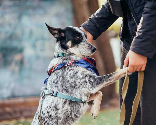 dog-training-service-in-ghaziabad