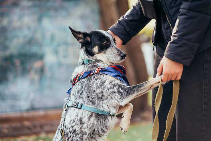 dog-training-service-in-ghaziabad-big-0