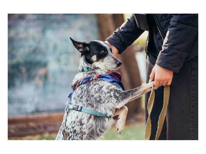 dog-training-service-in-ghaziabad-small-0