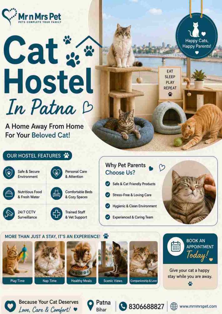 cat-hostel-in-patna-big-0
