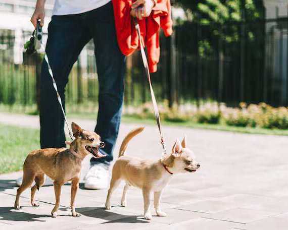 dog-walkers-in-ghaziabad