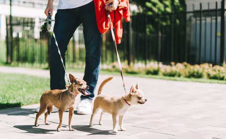 dog-walkers-in-ghaziabad-big-0