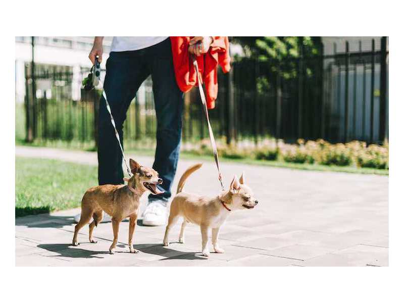 dog-walkers-in-ghaziabad-small-0