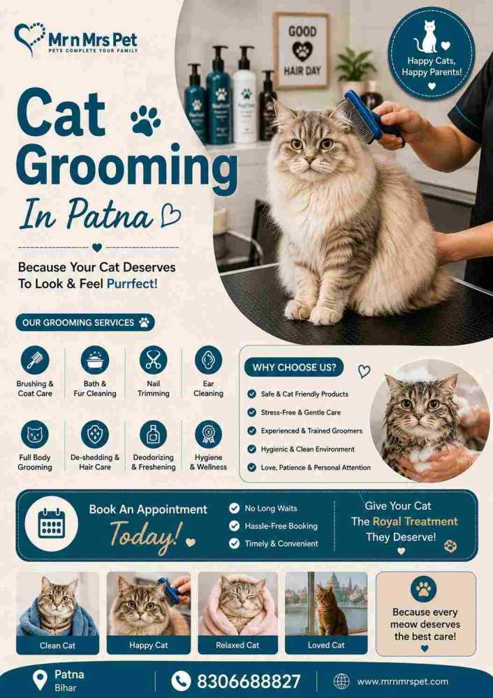 cat-grooming-in-patna-big-0