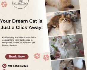 cats-for-sale-online-in-bangalore