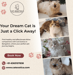 cats-for-sale-online-in-bangalore-big-0
