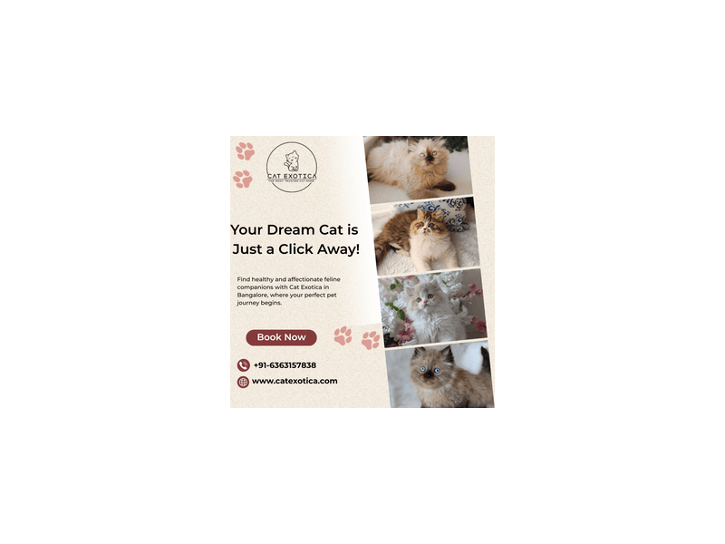 cats-for-sale-online-in-bangalore-small-0