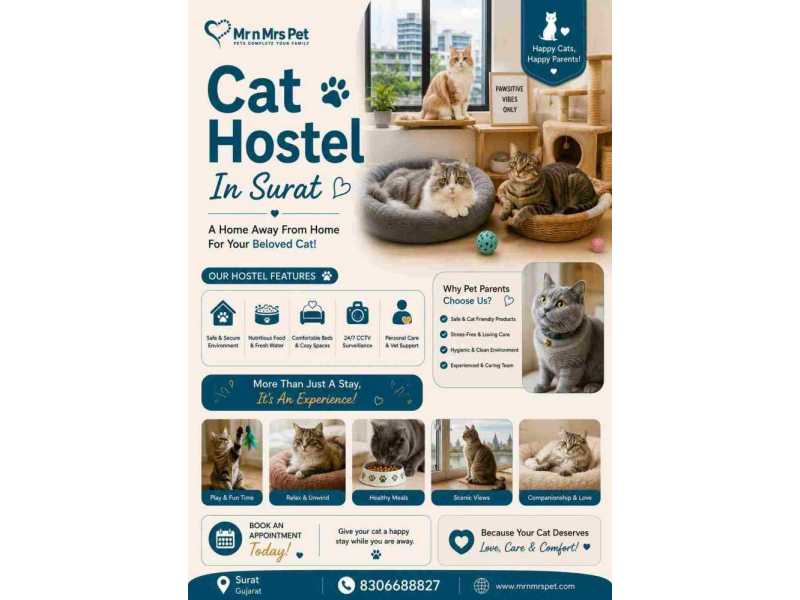 cat-hostel-in-surat-small-0