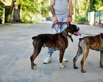 dog-walkers-in-bhopal