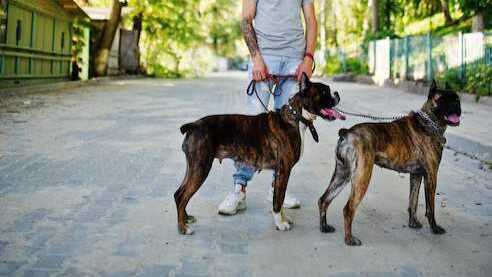 dog-walkers-in-bhopal-big-0