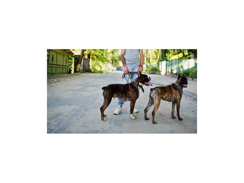 dog-walkers-in-bhopal-small-0