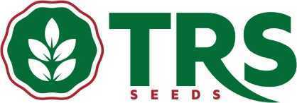 hybrid-chilli-seeds-supplier-in-india-with-advanced-seed-solutions-big-0