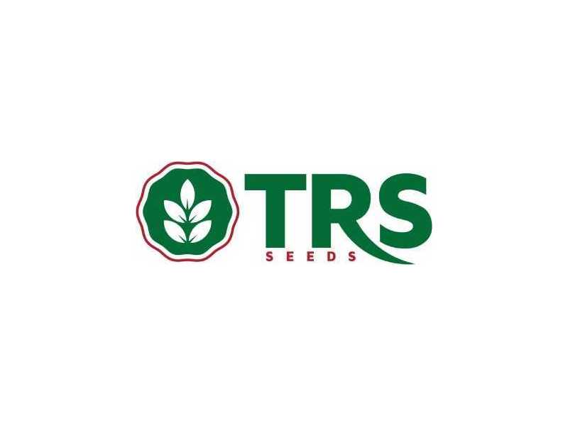 hybrid-chilli-seeds-supplier-in-india-with-advanced-seed-solutions-small-0