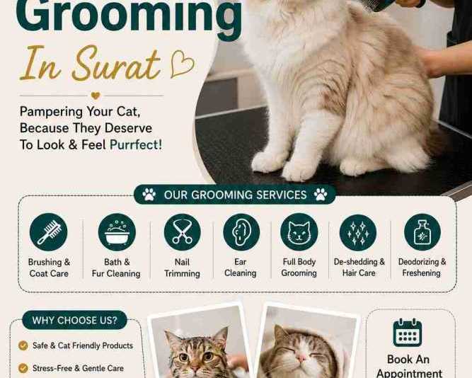 cat-grooming-in-surat