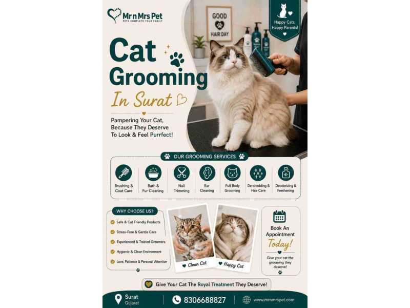 cat-grooming-in-surat-small-0