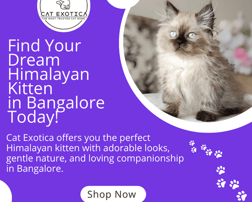 best-himalayan-cat-for-sale-in-bangalore