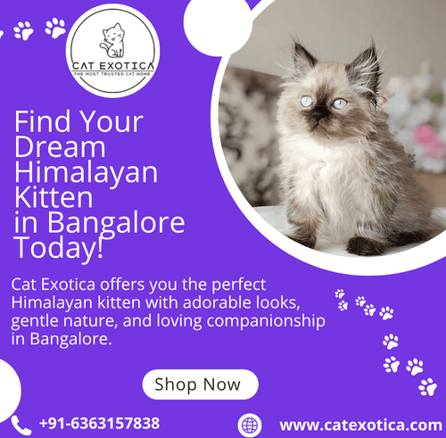 best-himalayan-cat-for-sale-in-bangalore-big-0
